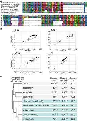 Unbiasing Genome-Based Analyses of Selection: An Example Using Iconic Shark Species